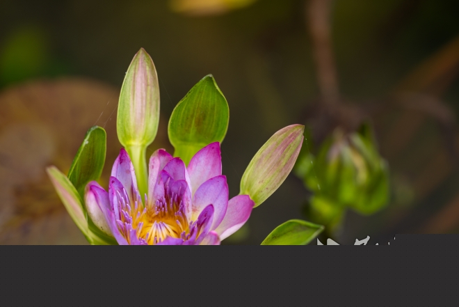 蟹爪睡蓮鄧紅武攝 .jpg